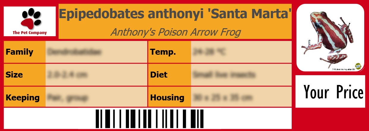 Epipedobates anthonyi 'Santa Marta' Anthony's Poison Arrow Frog 105 x 38 mm