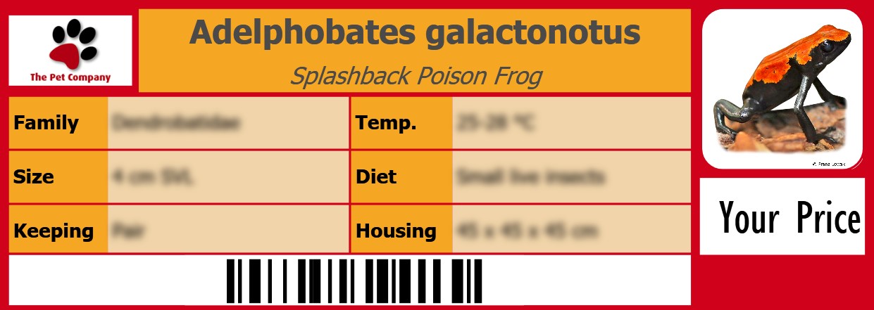 Adelphobates galactonotus Splashback Poison Frog 105 x 38 mm