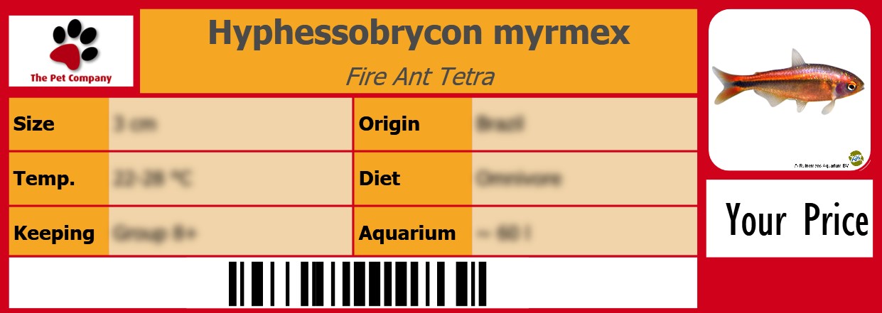Hyphessobrycon myrmex Fire Ant Tetra 105 x 38 mm