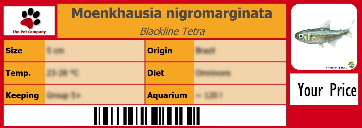 Moenkhausia nigromarginata Blackline Tetra 105 x 38 mm
