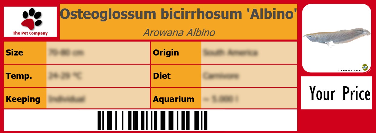 Osteoglossum bicirrhosum 'Albino' Arowana Albino 105 x 38 mm