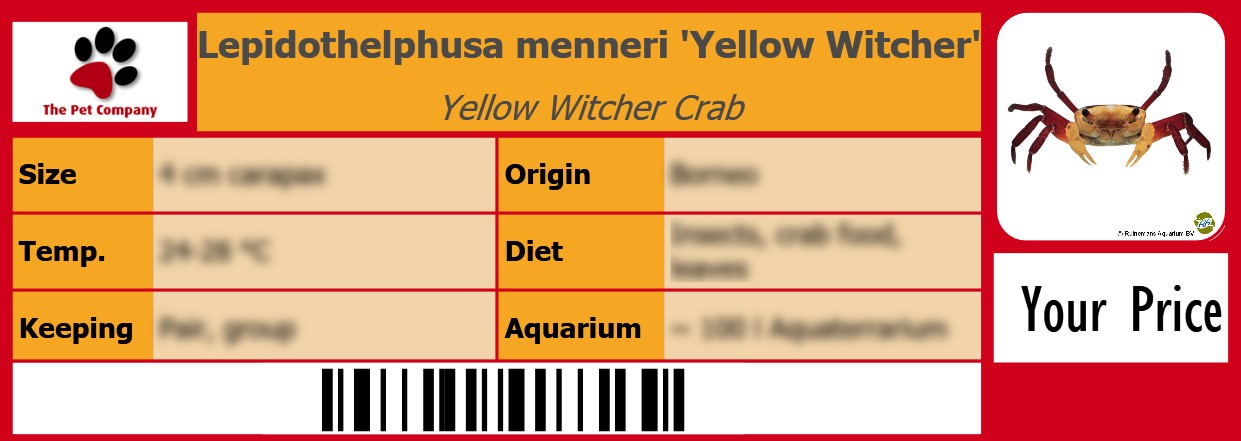 Lepidothelphusa menneri 'Yellow Witcher' Yellow Witcher Crab 105 x 38 mm