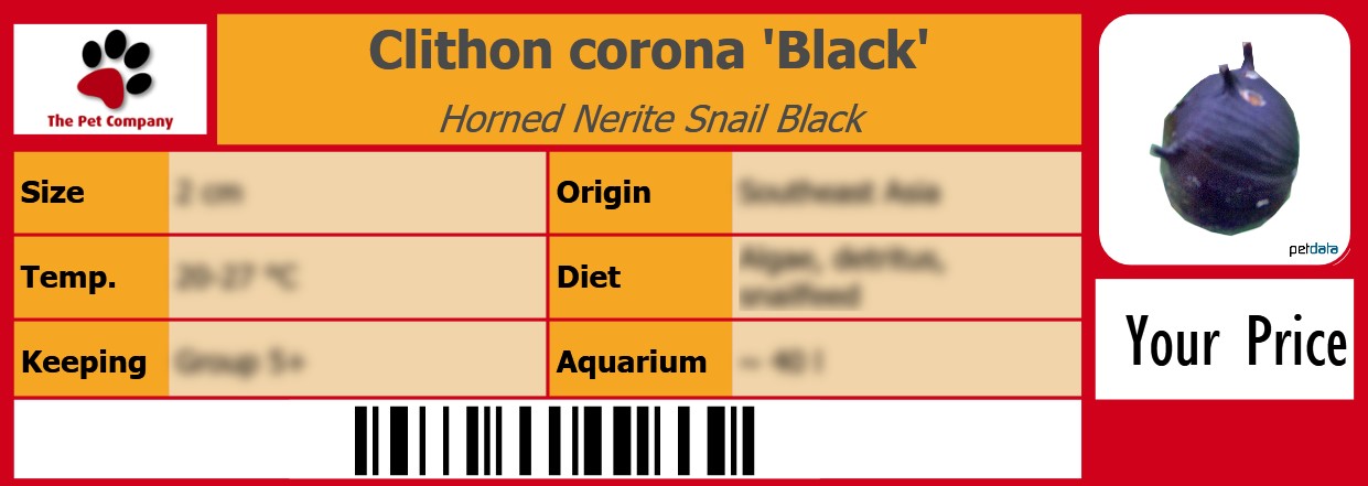 Clithon corona 'Black' Horned Nerite Snail Black 105 x 38 mm