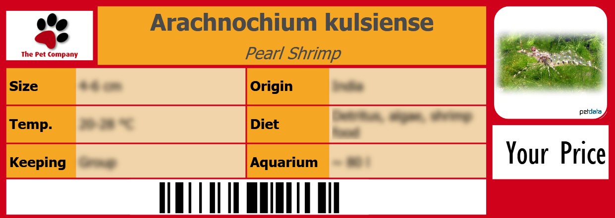 Arachnochium kulsiense Pearl Shrimp 105 x 38 mm