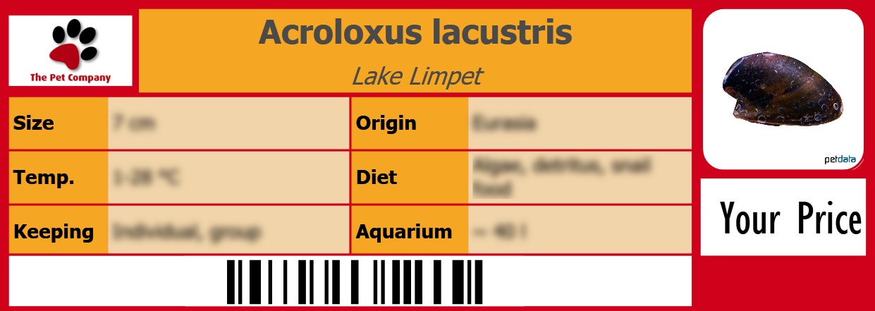 Acroloxus lacustris Lake Limpet 105 x 38 mm