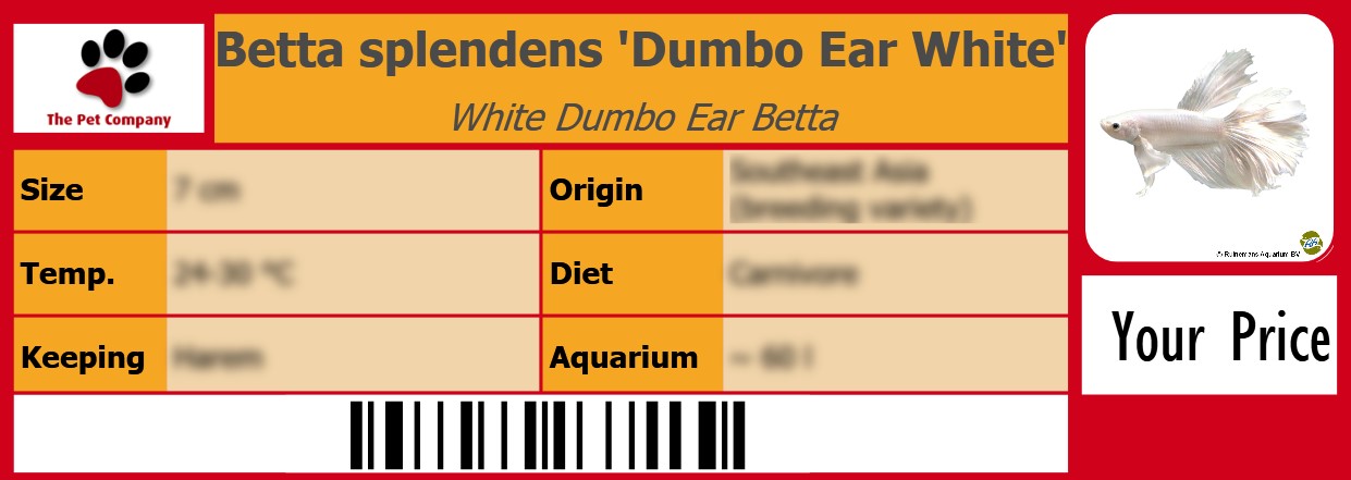 Betta splendens 'Dumbo Ear White' White Dumbo Ear Betta 105 x 38 mm