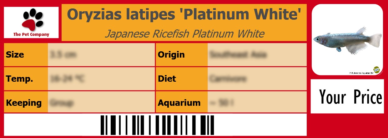 Oryzias latipes 'Platinum White' Japanese Ricefish Platinum White 105 x 38 mm