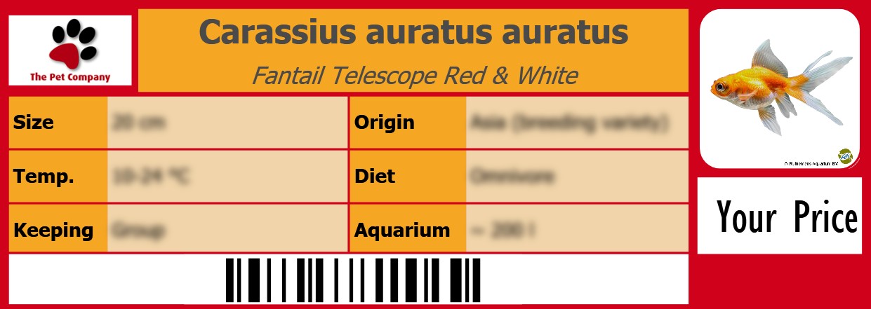 Carassius auratus auratus Fantail Telescope Red & White 105 x 38 mm