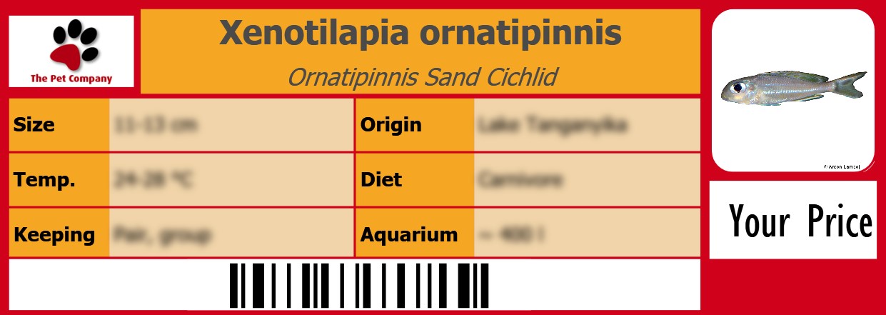 Xenotilapia ornatipinnis Ornatipinnis Sand Cichlid 105 x 38 mm