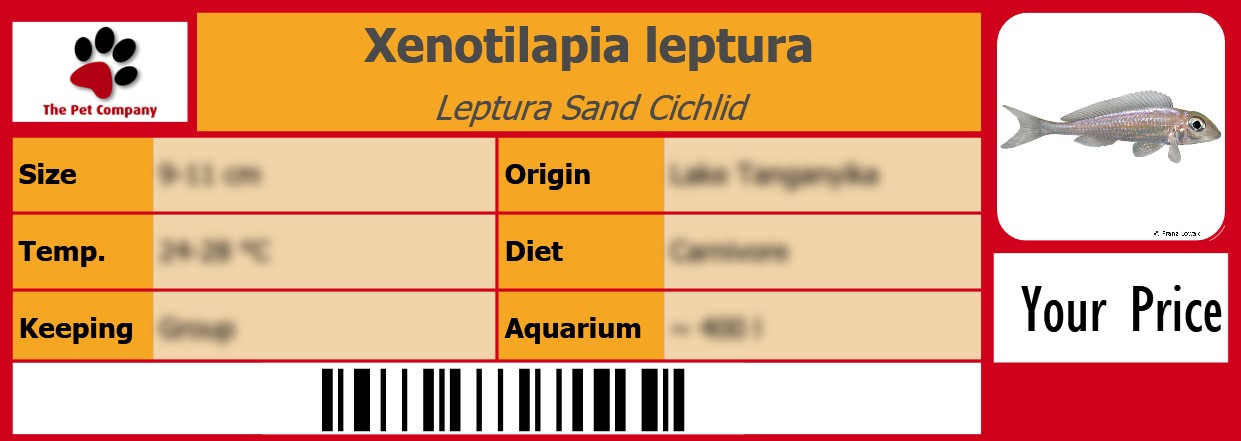 Xenotilapia leptura Leptura Sand Cichlid 105 x 38 mm