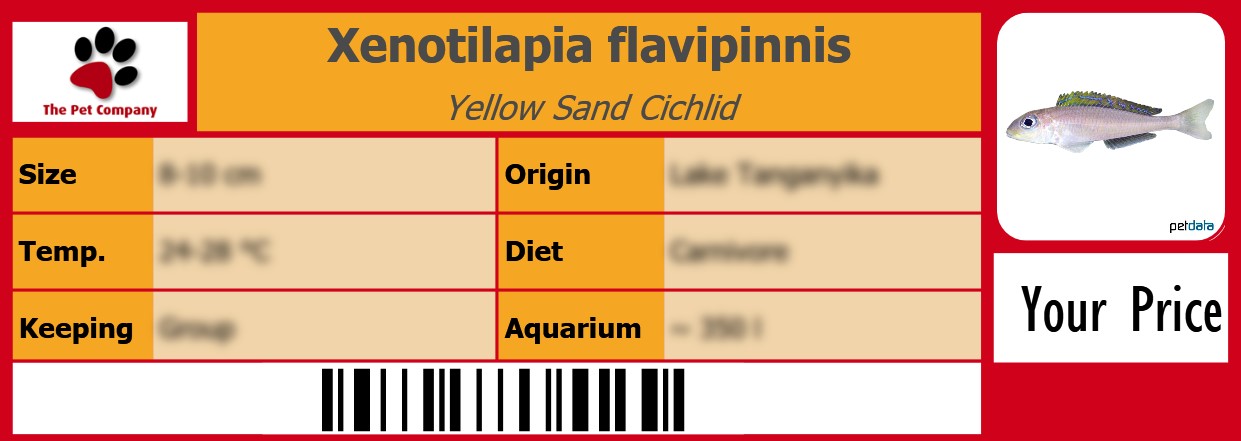 Xenotilapia flavipinnis Yellow Sand Cichlid 105 x 38 mm