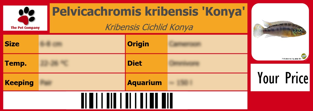 Pelvicachromis kribensis 'Konya' Kribensis Cichlid Konya 105 x 38 mm