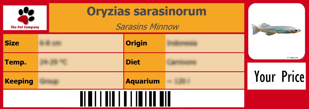 Oryzias sarasinorum Sarasins Minnow 105 x 38 mm