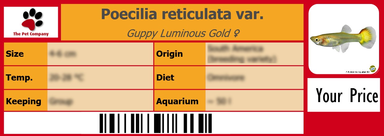 Poecilia reticulata var. Guppy Luminous Gold ♀ 105 x 38 mm