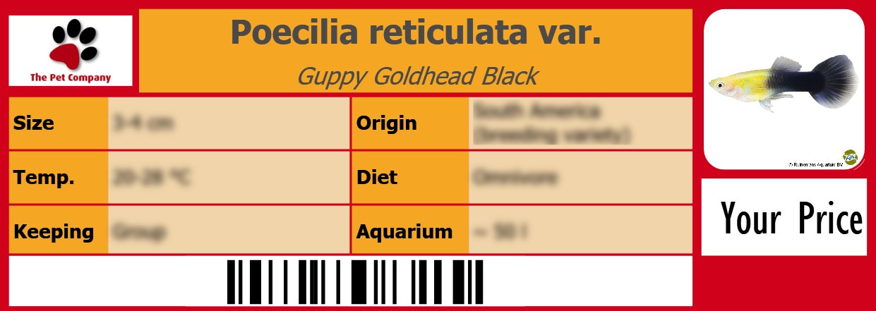 Poecilia reticulata var. Guppy Goldhead Black 105 x 38 mm