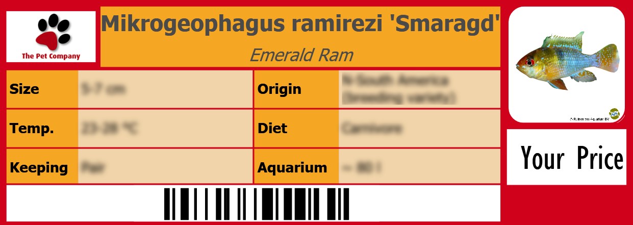 Mikrogeophagus ramirezi 'Smaragd' Emerald Ram 105 x 38 mm