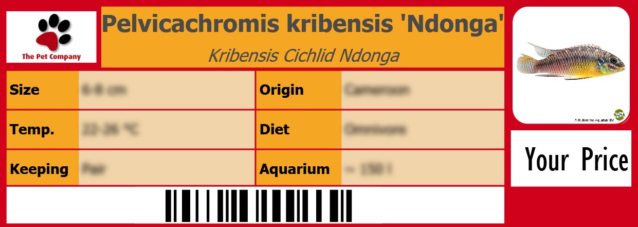 Pelvicachromis kribensis 'Ndonga' Kribensis Cichlid Ndonga 105 x 38 mm
