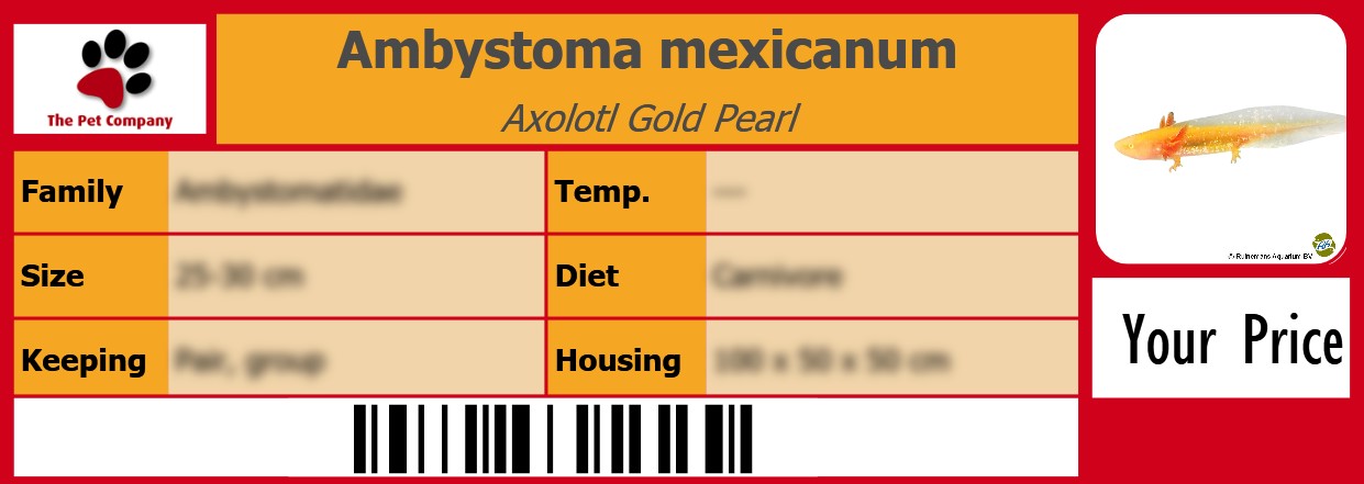 Ambystoma mexicanum Axolotl Gold Pearl 105 x 38 mm