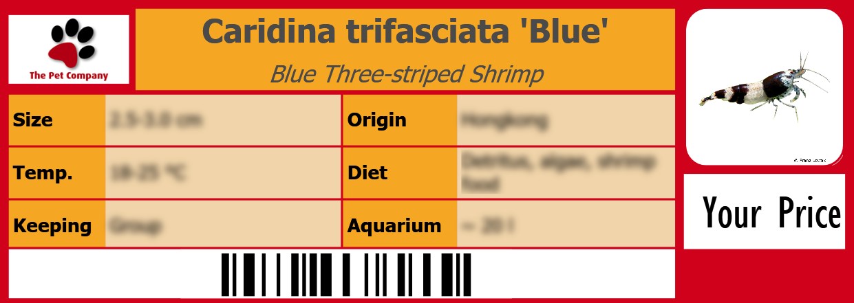 Caridina trifasciata 'Blue' Blue Three-striped Shrimp 105 x 38 mm