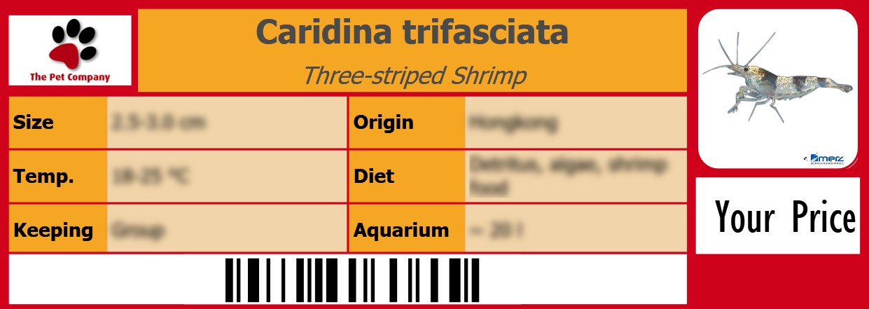 Caridina trifasciata Three-striped Shrimp 105 x 38 mm