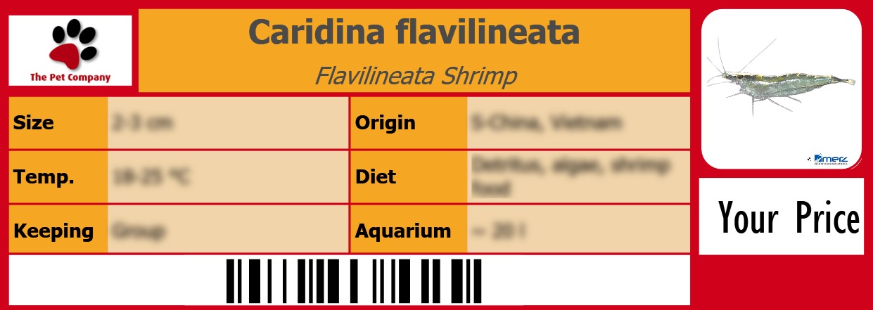 Caridina flavilineata Flavilineata Shrimp 105 x 38 mm