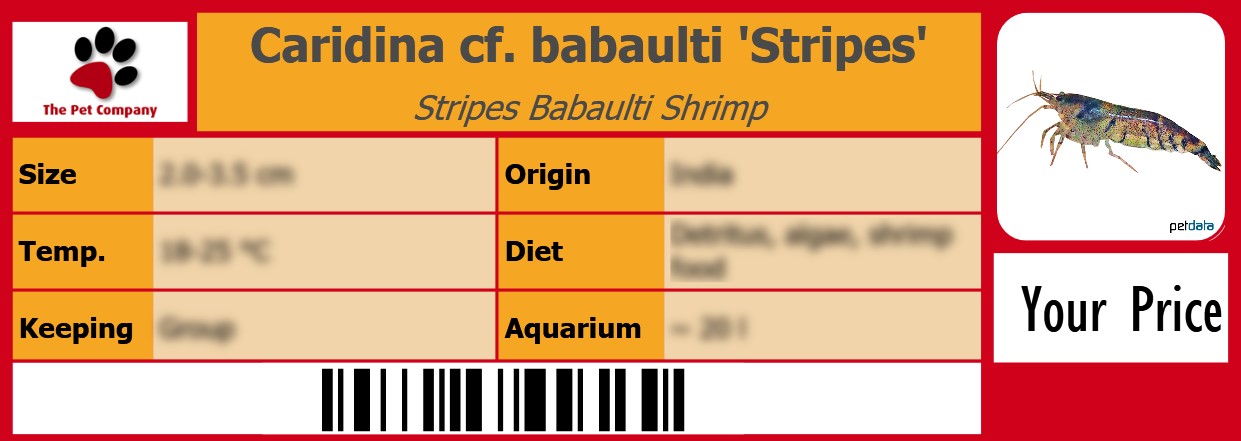 Caridina cf. babaulti 'Stripes' Stripes Babaulti Shrimp 105 x 38 mm