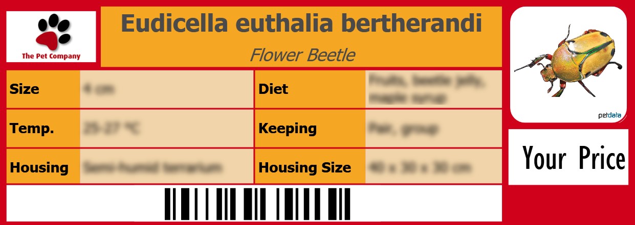 Eudicella euthalia bertherandi Flower Beetle 105 x 38 mm