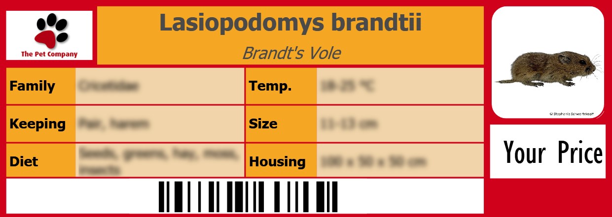 Lasiopodomys brandtii Brandt's Vole 105 x 38 mm