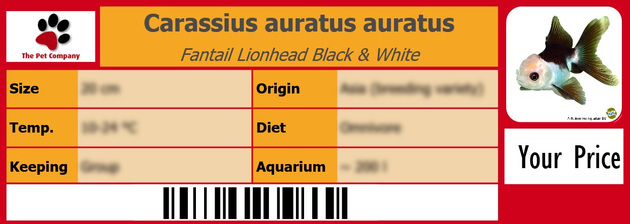Carassius auratus auratus Fantail Lionhead Black & White 105 x 38 mm
