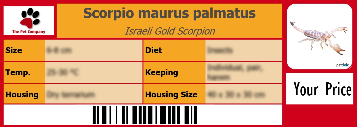 Scorpio maurus palmatus Israeli Gold Scorpion 105 x 38 mm
