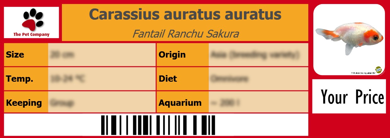 Carassius auratus auratus Fantail Ranchu Sakura 105 x 38 mm