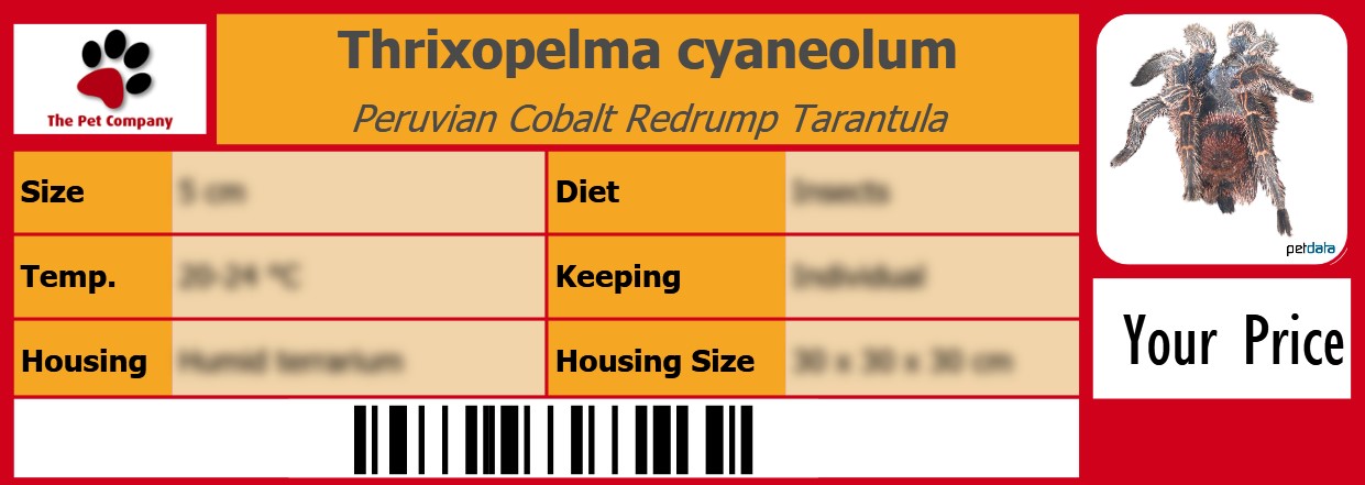 Thrixopelma cyaneolum Peruvian Cobalt Redrump Tarantula 105 x 38 mm