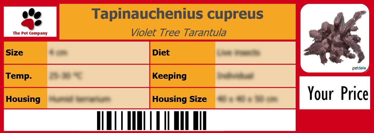 Tapinauchenius cupreus Violet Tree Tarantula 105 x 38 mm