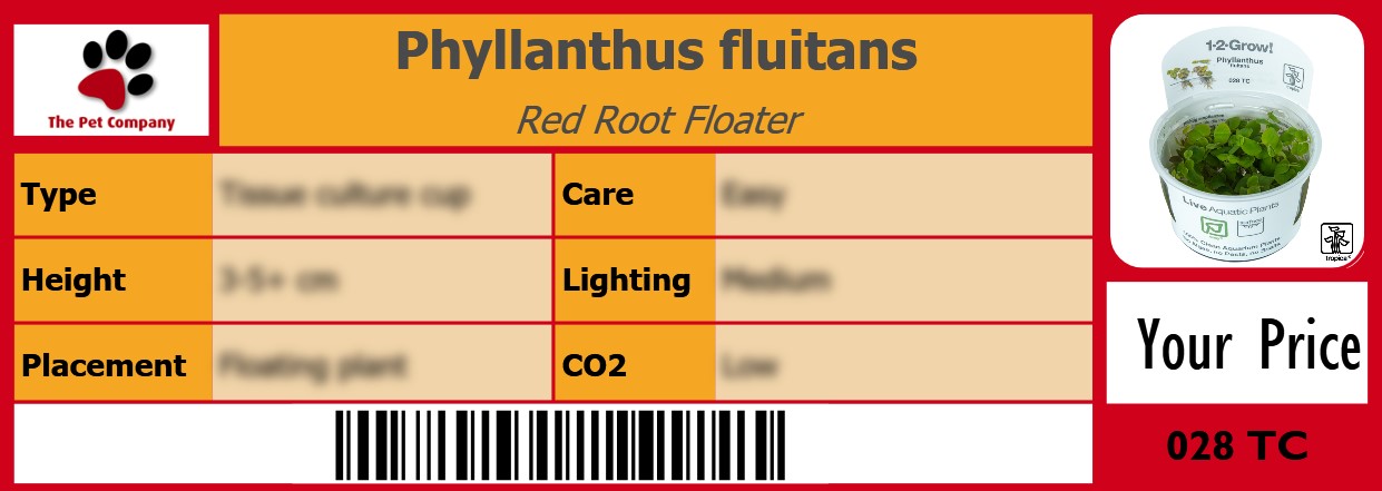 Phyllanthus fluitans Red Root Floater 105 x 38 mm