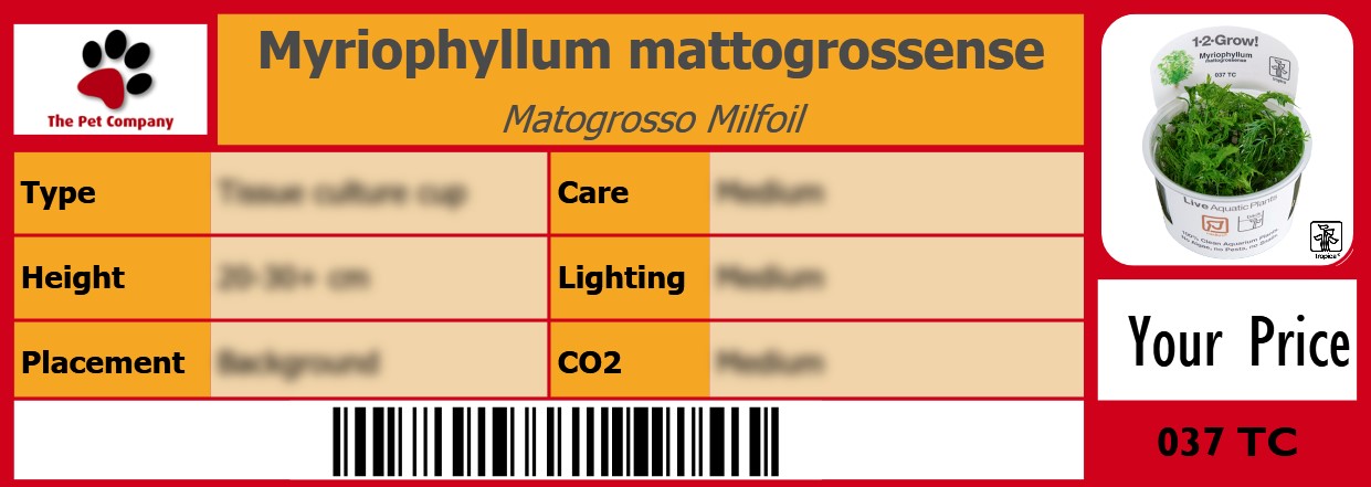 Myriophyllum mattogrossense Matogrosso Milfoil 105 x 38 mm