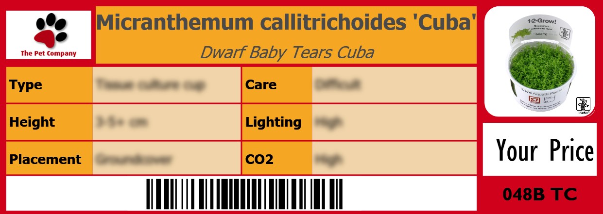 Micranthemum callitrichoides 'Cuba' Dwarf Baby Tears Cuba 105 x 38 mm