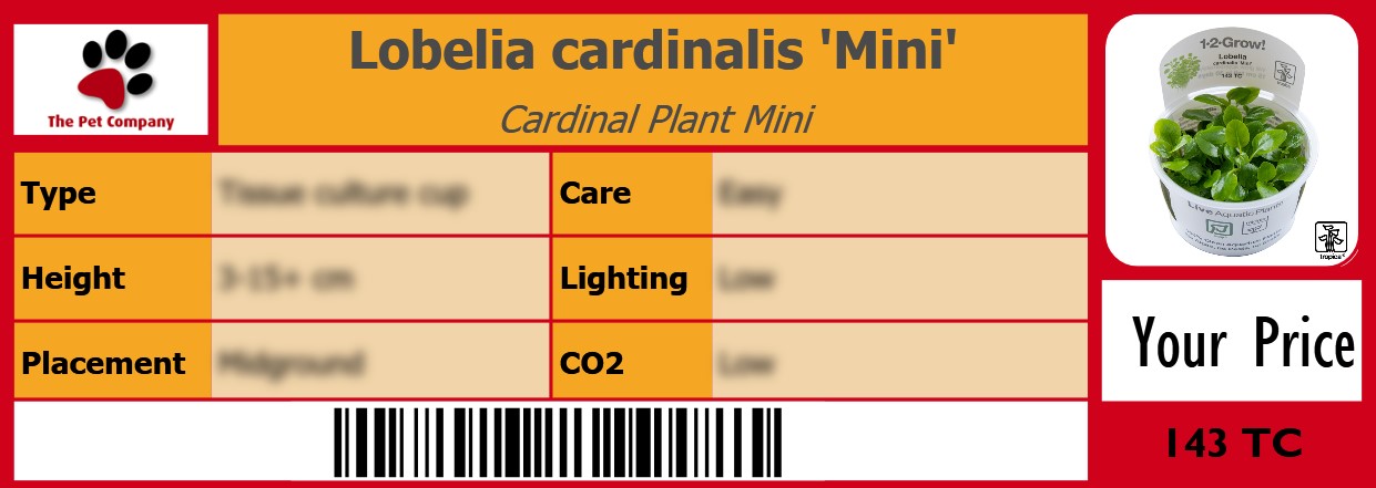 Lobelia cardinalis 'Mini' Cardinal Plant Mini 105 x 38 mm