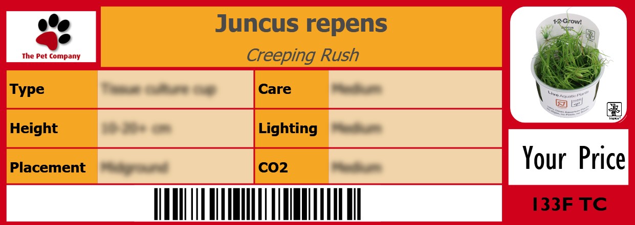 Juncus repens Creeping Rush 105 x 38 mm