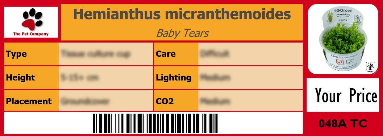 Hemianthus micranthemoides Baby Tears 105 x 38 mm