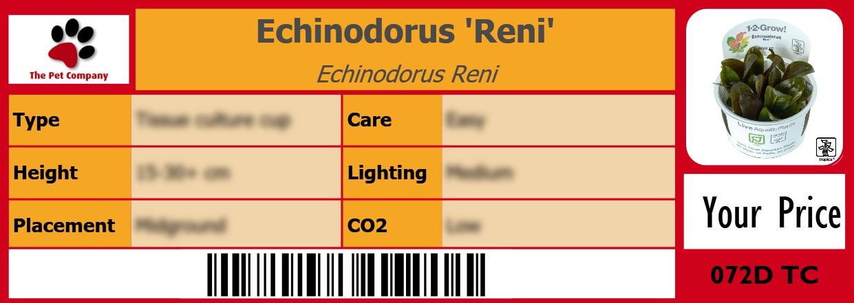 Echinodorus 'Reni' Echinodorus Reni 105 x 38 mm