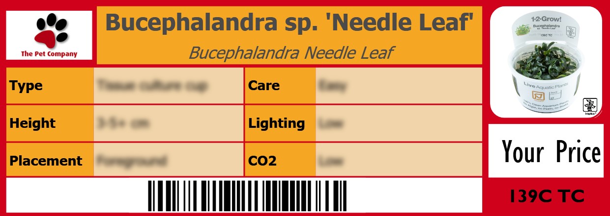 Bucephalandra sp. 'Needle Leaf' Bucephalandra Needle Leaf 105 x 38 mm