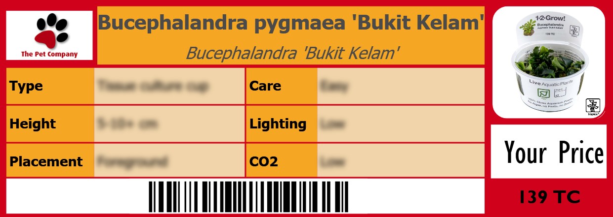 Bucephalandra pygmaea 'Bukit Kelam' Bucephalandra 'Bukit Kelam' 105 x 38 mm