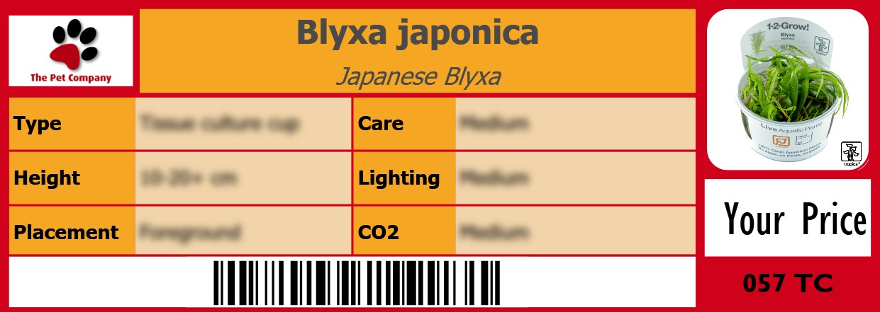 Blyxa japonica Japanese Blyxa 105 x 38 mm