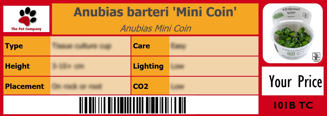 Anubias barteri 'Mini Coin' Anubias Mini Coin 105 x 38 mm