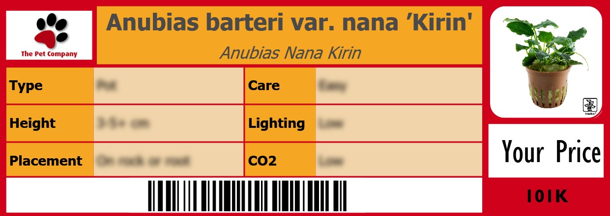 Anubias barteri var. nana ’Kirin' Anubias Nana Kirin 105 x 38 mm