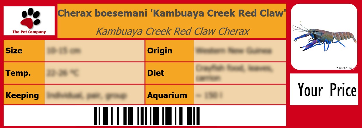 Cherax boesemani 'Kambuaya Creek Red Claw' Kambuaya Creek Red Claw Cherax 105 x 38 mm