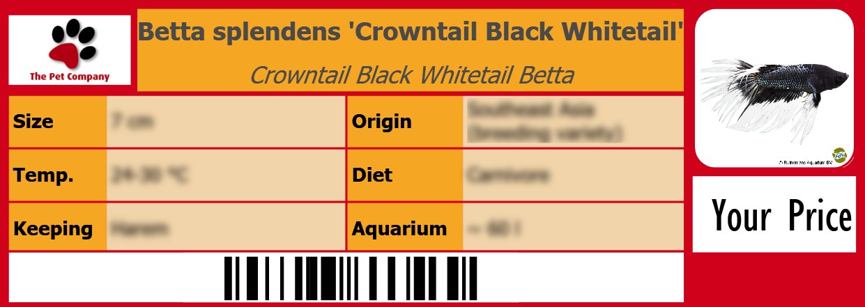 Betta splendens 'Crowntail Black Whitetail' Crowntail Black Whitetail Betta 105 x 38 mm