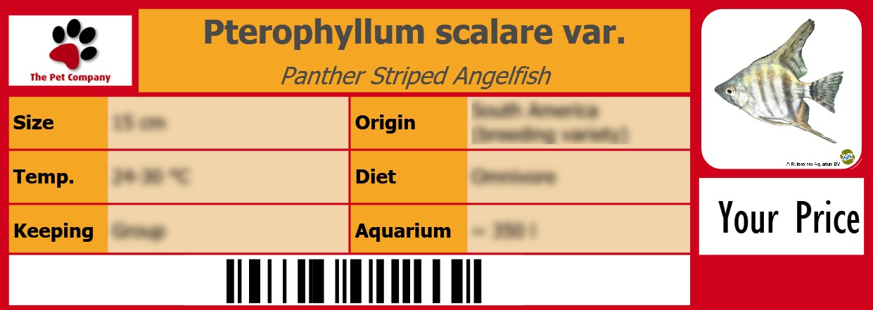 Pterophyllum scalare var. Panther Striped Angelfish 105 x 38 mm