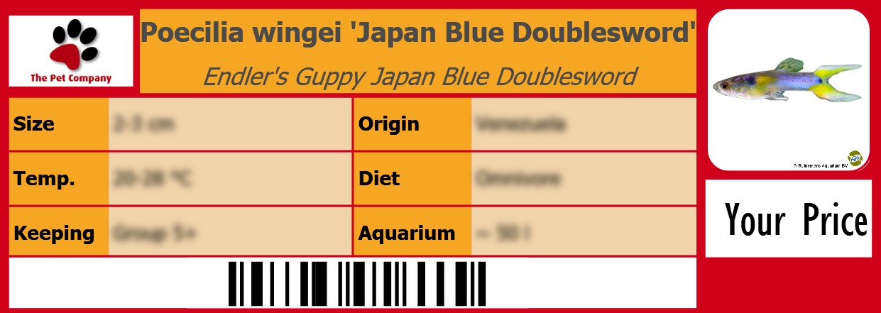 Poecilia wingei 'Japan Blue Doublesword' Endler's Guppy Japan Blue Doublesword 105 x 38 mm