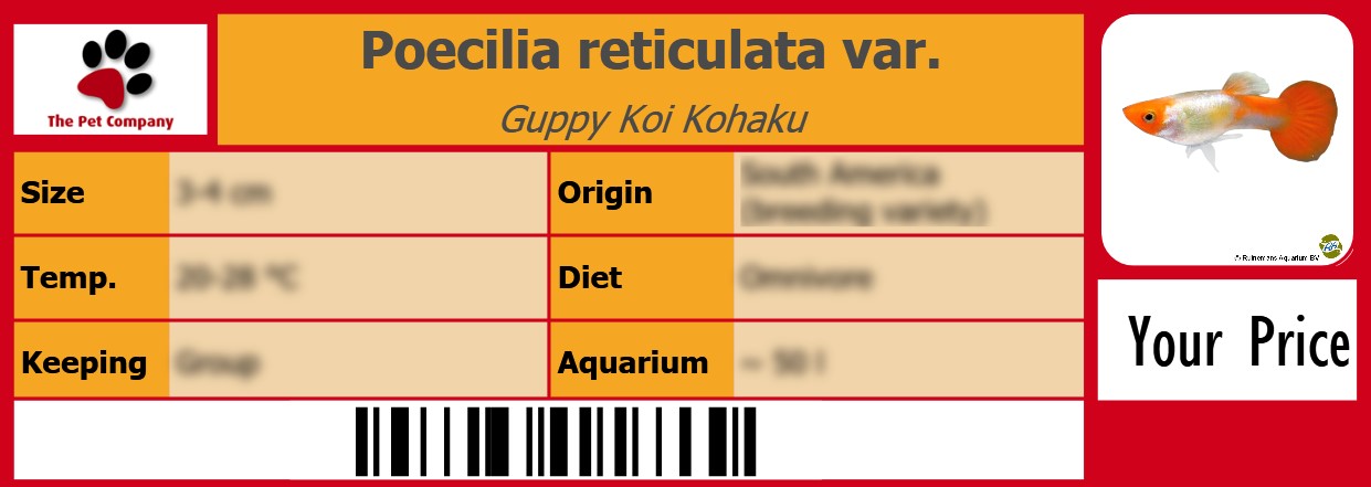 Poecilia reticulata var. Guppy Koi Kohaku 105 x 38 mm